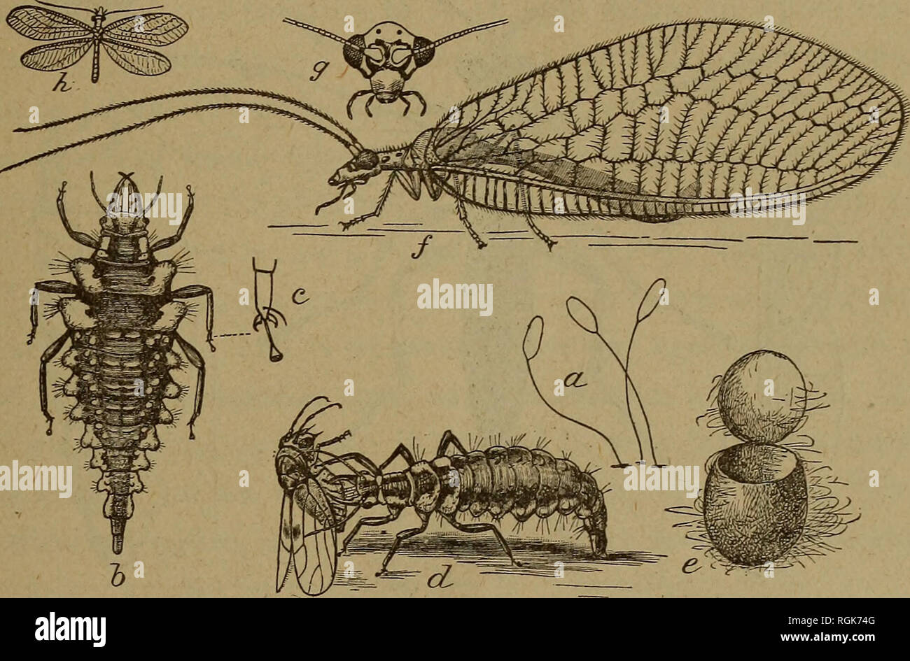 Voracious Insect Veritable insects hi-res stock photography and images - Alamy