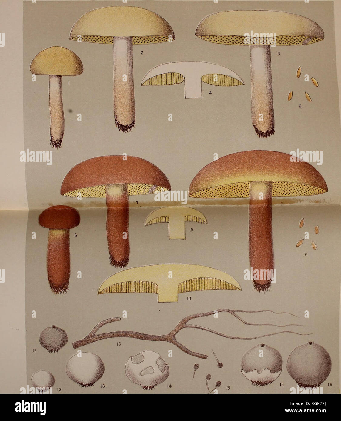 . Bulletin - New York State Museum. Science. N. Y. State Mus. 55. EDIBLE FUNGI.. JAMES B. LYON, STATE PRINTER. F,o. 1-5 BOLETUS PALL1DUS frost PALE BOLETUS Fo. 6-11 BOLETUS BICOLOR pk TWO COLORED BOLETUS Fiq. 12-19 BOVISTA PLUMBEA pebs. LEAD COLORED BOVISTA. Please note that these images are extracted from scanned page images that may have been digitally enhanced for readability - coloration and appearance of these illustrations may not perfectly resemble the original work.. New York State Museum; New York State Museum. Albany : New York State Education Dept Stock Photo
