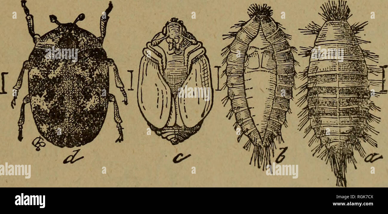 . Bulletin - New York State Museum. Science. Fig. 62 Kissing bug: masked bed bug hunter, about twice natural size (after Howard, U. S. dep't agr., div. ent., bull. 22, n. s.). Fig. 63 Buffalo carpet beetle : a larva; h cast skin of larva at molting; o pupa; d beetle- enlarged from natural sizes shown in accompanying lines (after Riley) benzin, and the cracks in the floor should be filled with plaster of paris before relaying. 72 Black carpet beetle (Attagenus pice us). The light brown cylindric larva has a long &quot; tail &quot; of slender hairs. The adult is a small oval black beetle nearly  Stock Photo