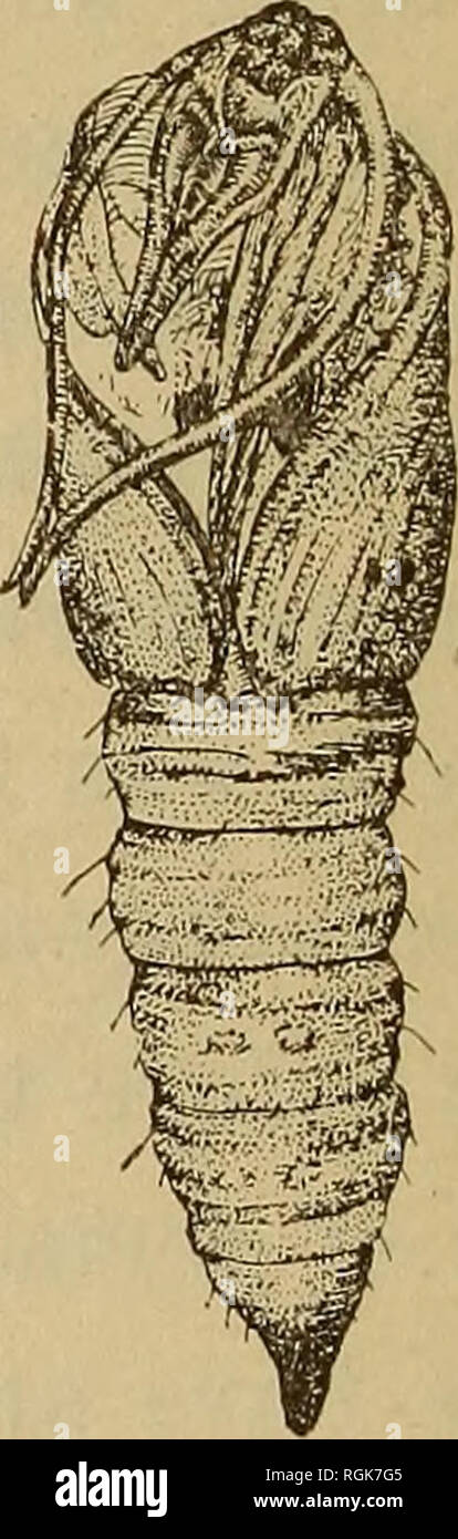 . Bulletin - New York State Museum. Science. Fig. 24 Cacoecia paralella: a moth, b caterpillar, c pupa, all much enlarged (original) same species were observed on cranberry near St Anthony park,, Minn., by the late Dr Otto Lugger,2 formerly state entomologist of Minnesota. William Beutenmuller records it as feeding on willow and aster.3 As the larvae differ somewhat in color, being characterized as reddish with yellow heads by Dr Smith in his report for 1892? a description is given herewith. The full grown caterpillar is about J inch long. Its head and thoracic shield are amber colored. The la Stock Photo