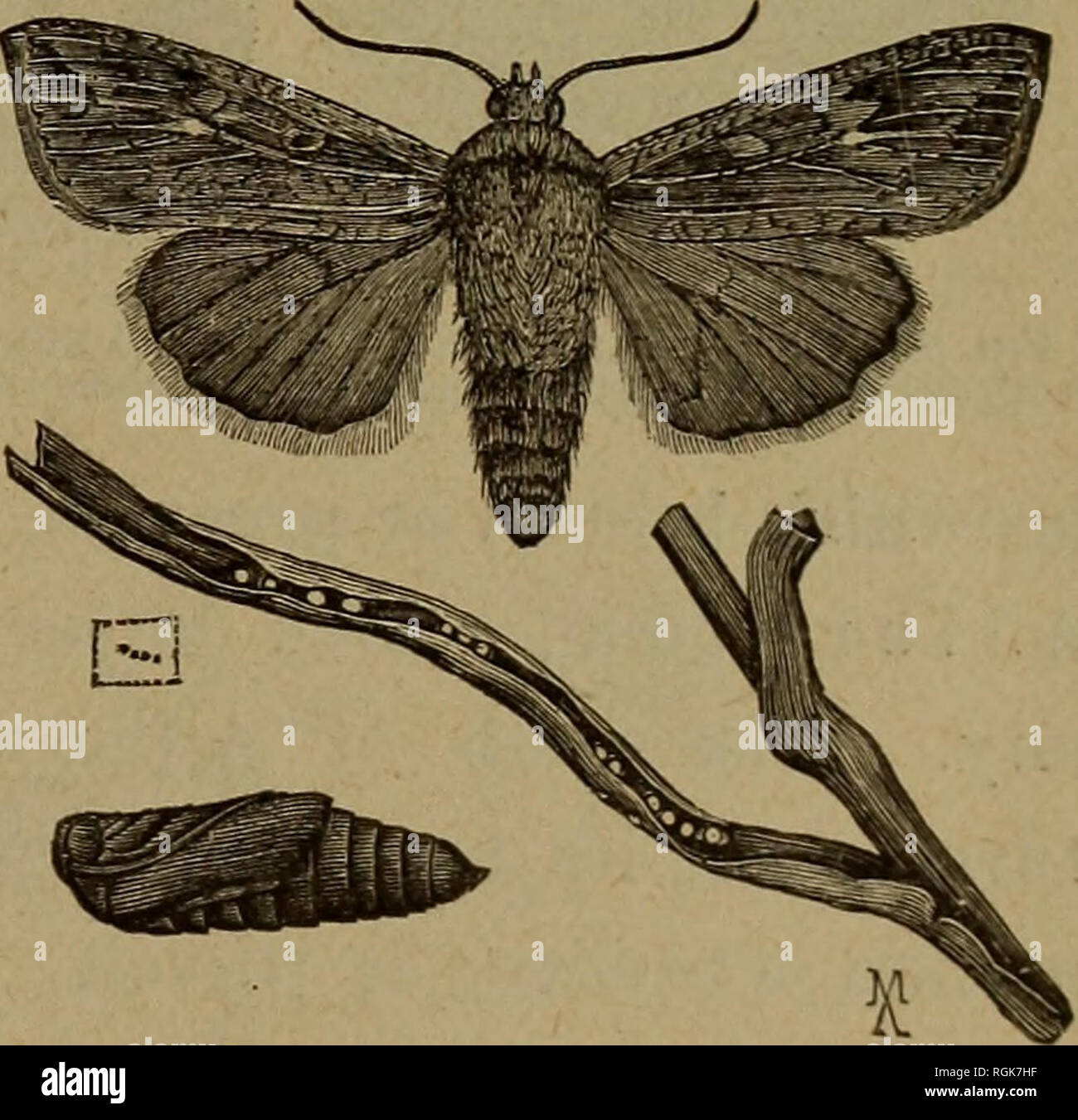 . Bulletin - New York State Museum. Science. INJURIOUS AND BENEFICIAL ...