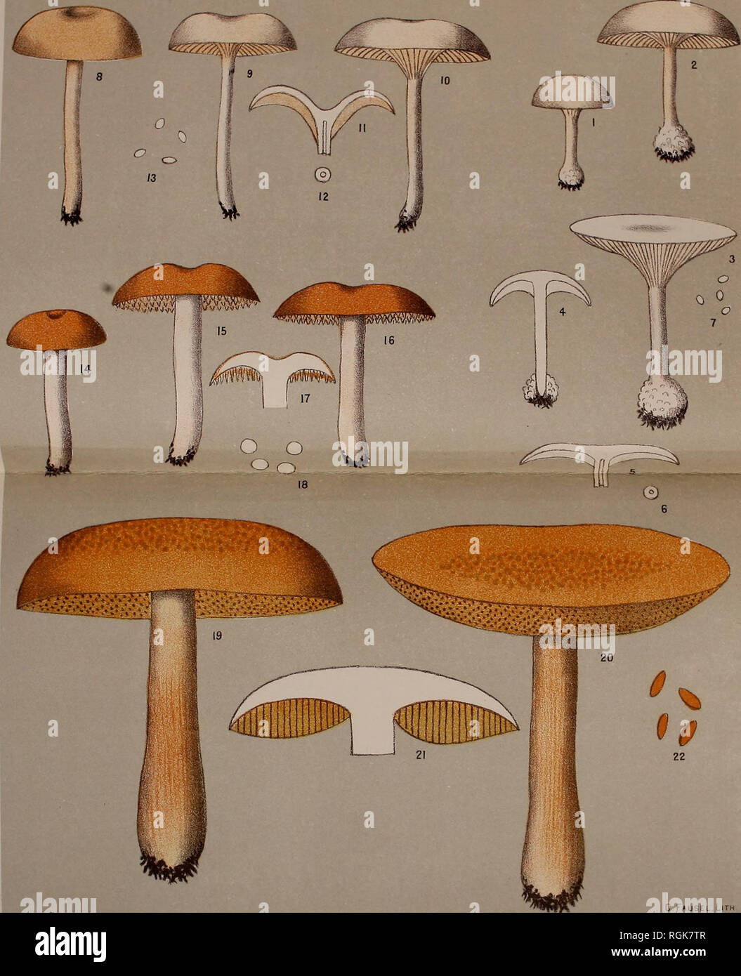 . Bulletin - New York State Museum. Science. N. Y. State Mos. 55. FUNGI. Plate K. OB Fiq. 1-7 CLITOCYBE REGULARIS pr REGULAR CLITOCYBE C Fausel.Lith JAMES B. LYON, STATE PRINTER. F.o. 8-13 CLITOCYBE SUBCONCAVA Ph. SUBCONCAVE CLITOCYBE fig. 14-18 HYDNUM UMBILICATUM pk. UMBILICATE HYDNUM Fig 19-22 BOLETUS MULTIPUNCTUS ph. MANY f&gt;OTTEO BOLETUS. Please note that these images are extracted from scanned page images that may have been digitally enhanced for readability - coloration and appearance of these illustrations may not perfectly resemble the original work.. New York State Museum; New York  Stock Photo