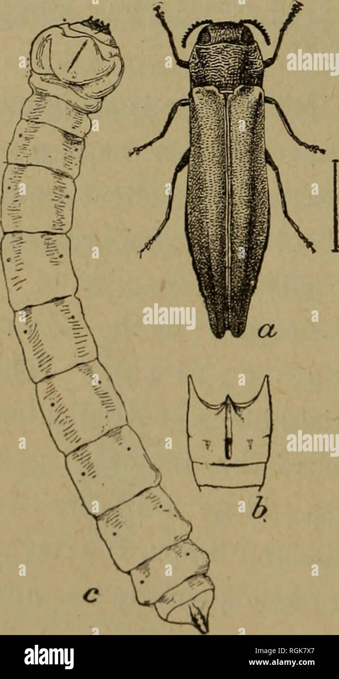 . Bulletin - New York State Museum. Science. Fig. 36 Leopard moth, adult female (after Pike) 44 Bronze birch-borer (A g r i 1 u s a n x i u s). If infested bark is examined, a slender flat-headed grub may be found running burrows in all directions in the inner portions. White and other birches /^ ^&quot;^^B^ ^^^ attacked, one of the first indica- tions of attack being the dying of the tree at the top. It is very in- jurious at present in Buffalo. The beetles appear in June. Treatment: cut and burn badly a infested trees. GARDEN INSECTS 45 Colorado potato beetle (Dory- p h o r a 1 0-1 i n e a t Stock Photo