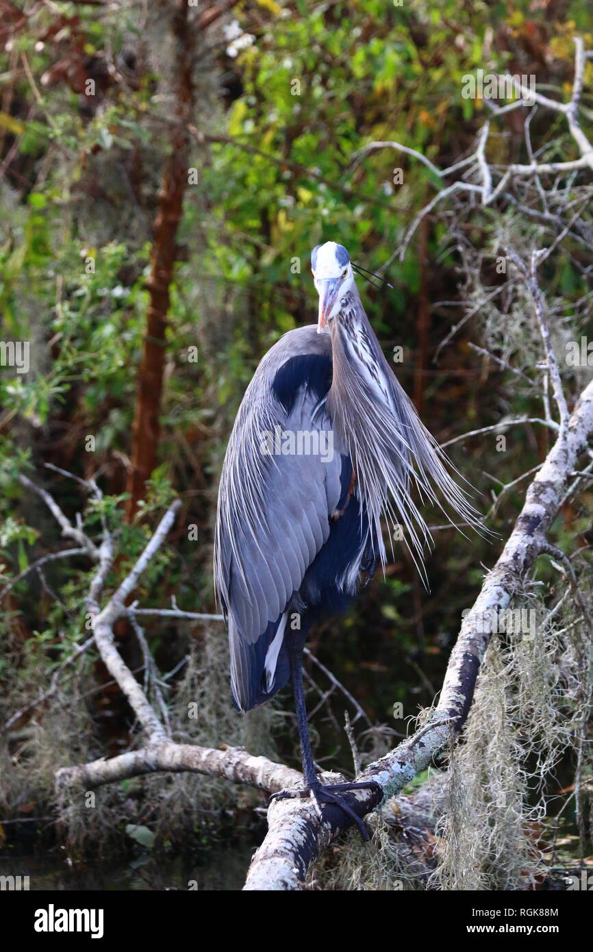 Windy bird hires stock photography and images Alamy