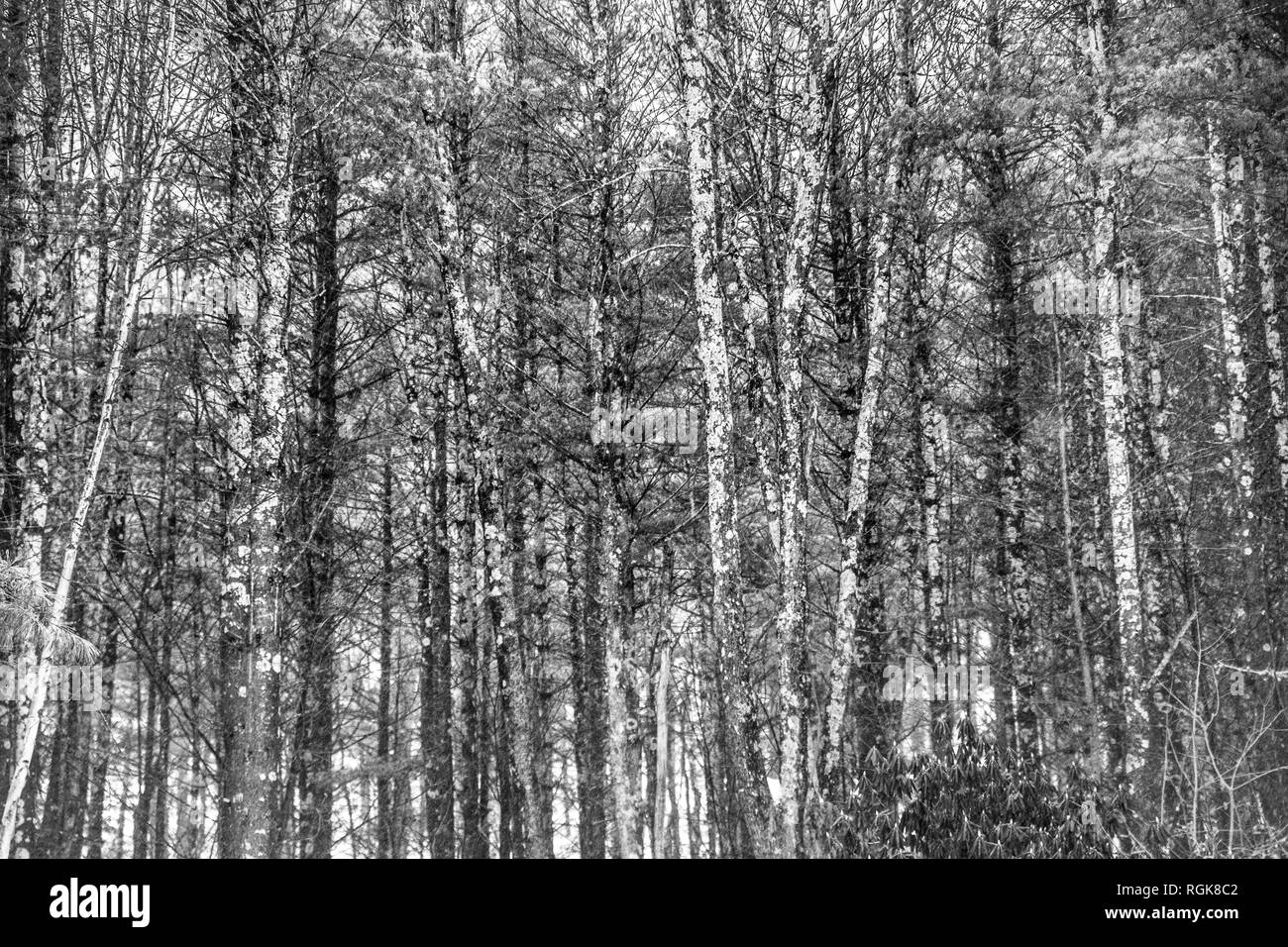 nature background winter tree trunks in thick wooded forest in black and white Stock Photo