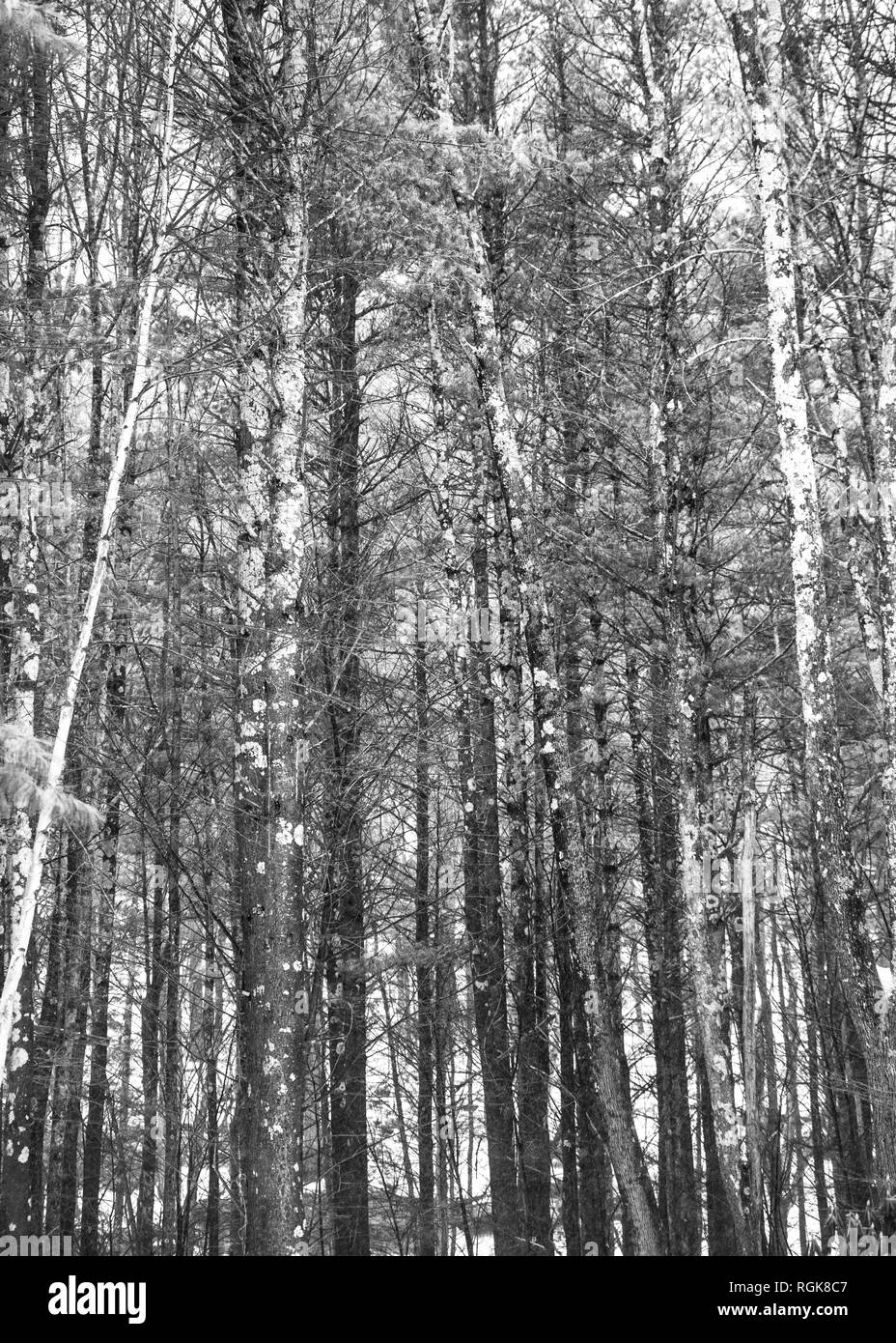 nature background winter tree trunks in thick wooded forest in black and white Stock Photo