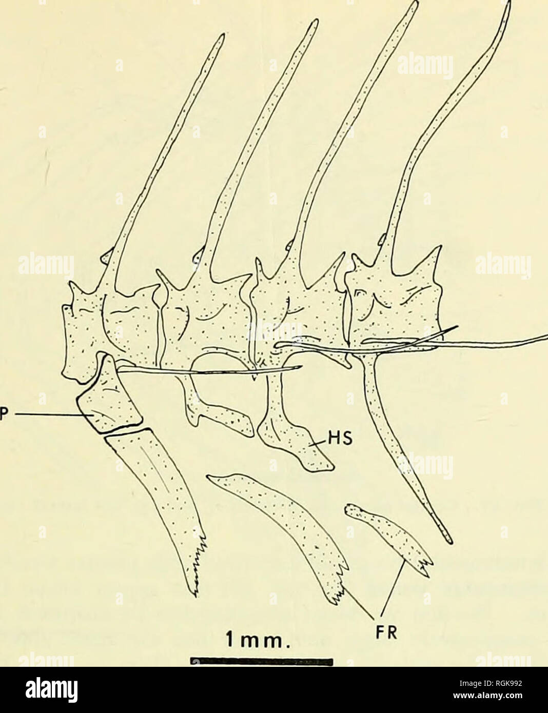 . Bulletin of the British Museum (Natural History). OSTEOLOGY OF THE DENTICI PI TI D AE 251. Fig. 27. Transition between abdominal and caudal vertebrae, showing the last pleural rib, its parapophysis-like process (P), and the two &quot; floating &quot; ribs (FR); left lateral view. the fifth to the first preural, the shelf is absent and consequently there is only one aperture between the centrum and the neural spine. Preural vertebrae 3 to 5 have a longer haemal arch base than do the preceding elements, and a foramen is present in it. The neural spines of preural vertebrae 2-5 are expanded ant Stock Photo