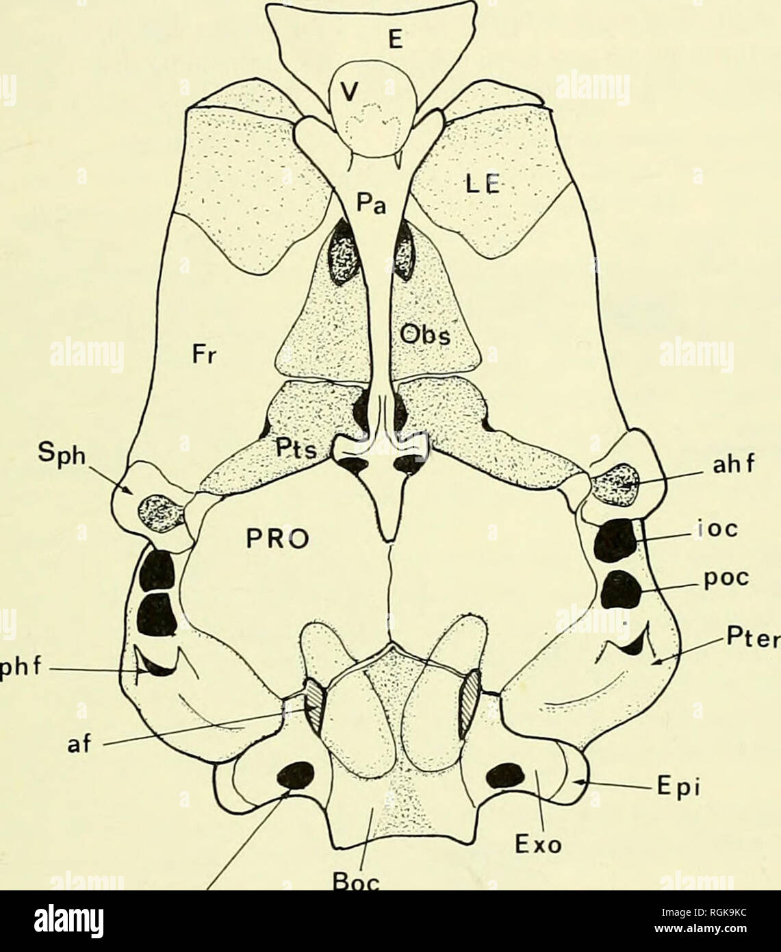 Helvetica narrow font