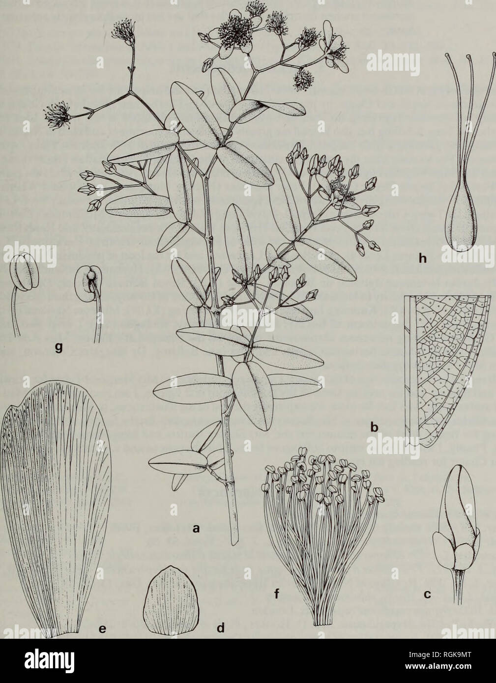 . Bulletin of the British Museum (Natural History) Botany. &lt;l± STUDIES IN THE GENUS HYPERICUM L. 319. Fig. 24 H. umbraculoides: (a) habit; (b) leaf section; (c) flower bud; (d) sepal; (e) petal; (f) stamen fasicle; (g) anthers; (h) ovary (a x 1; b x 4; c x 6; d, e, f, h x 8; g x 20). All Liebmann 3037.. Please note that these images are extracted from scanned page images that may have been digitally enhanced for readability - coloration and appearance of these illustrations may not perfectly resemble the original work.. British Museum (Natural History). London : BM(NH) Stock Photo