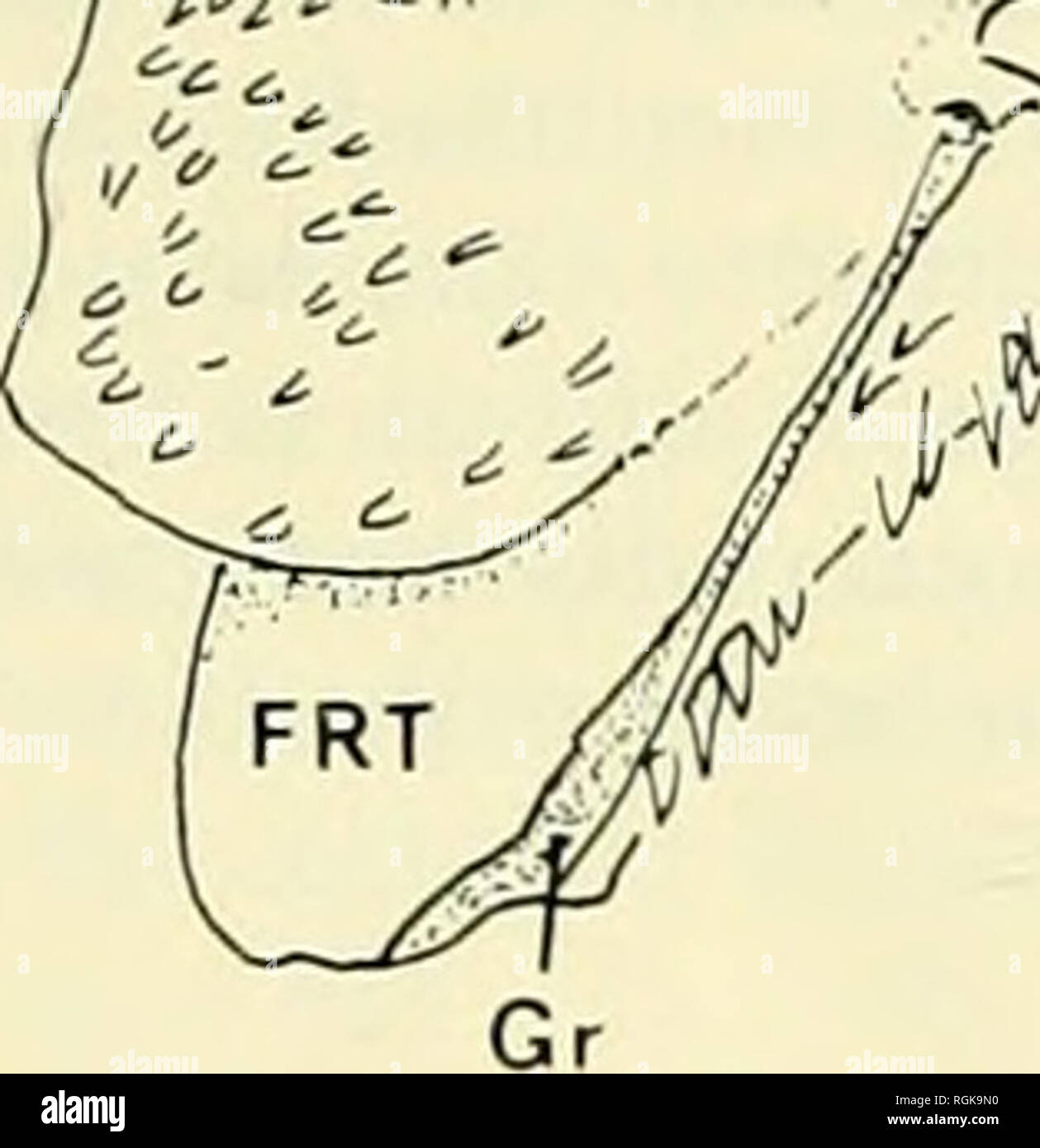 . Bulletin of the British Museum (Natural History). NC / ,- ' g. ,y/^^W..i4^&lt;^ 1 mm. Fig. 5. Right frontal and nasal seen somewhat obliquely from above, to show supra- orbital laterosensory region bridges (Fbs and Fbo), the nasal lamina (Nlm) and the groove (Gr) leading from the dermosphenotic to the supraorbital laterosensory chamber. Anteriorly, this bridge ends near the medial end of the transverse one (Text-figs 3 and 5). Further support for the skin roof of the supraorbital cavern is provided anteriorly by the process derived from each nasal (see above, p. 220). Besides providing sup-  Stock Photo