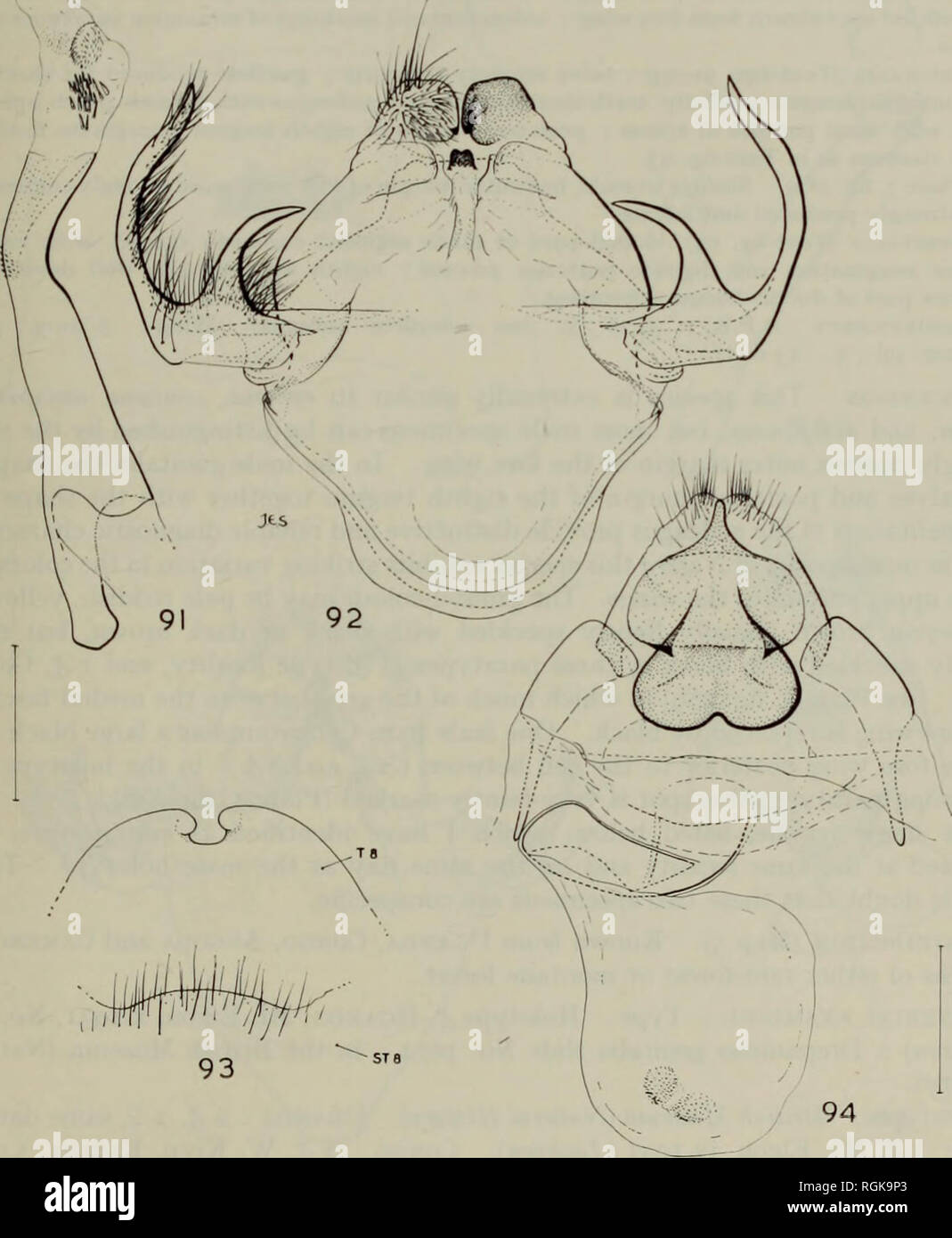 Bulletin Of The British Museum Natural History Entom Supp A Revision Of The Ethiopian Drepanidae Lepidopter Ai 59 Material Examined Type Holotype Lt Nyasaland Mlanje 16 V 1913 Neave Drepanidae Genitalia Slide