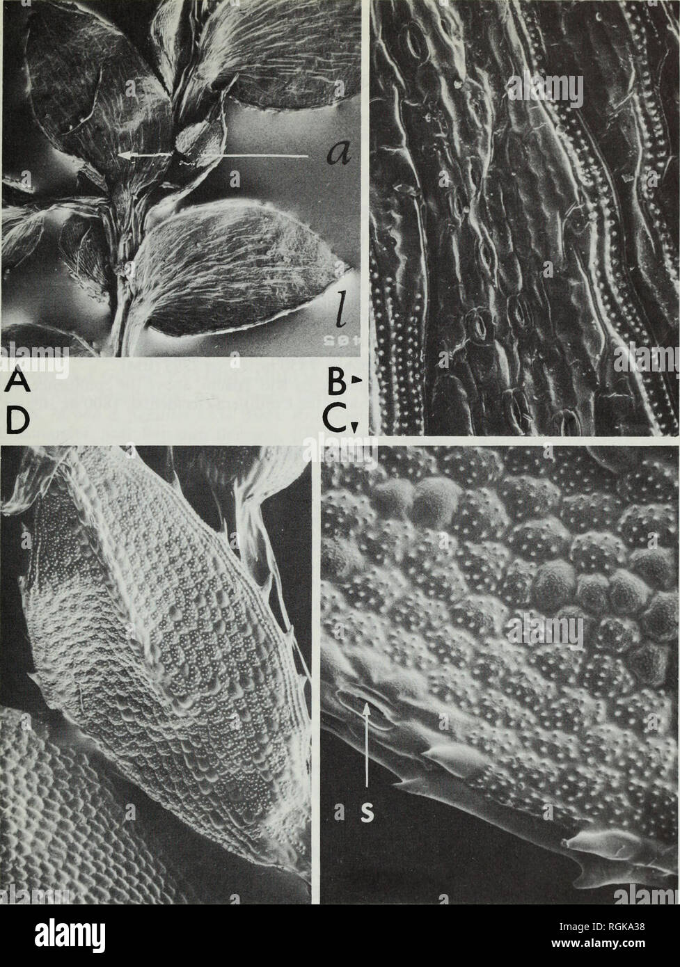 . Bulletin of the British Museum (Natural History). Botany; Botany. SELAGINELLA IN TROPICAL SOUTH AMERICA 271. Fig. 8 Selaginella JJacca Alston: A. Close-up of lateral (/) and axillary (a) leaves, x 18. B. Lower epidermis of lateral leaf showing stomata and papillate ridges, x 190. C. Upper epidermis of lateral leaf showing stoma (s) on margin, x 340. D. Close-up of median leaf, x 1 15. All from Ernst 1765. lati, non ramosi; sporophylla dimorpha, dorsalia viridia oblique anguste oblongo-lanceolata, distanter serrata, apice acuto; ventralia hyalina, aequilateralia anguste oblongo-lanceolata, di Stock Photo