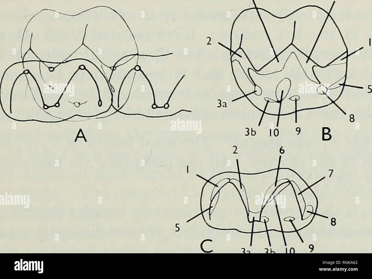 . Bulletin of the British Museum (Natural History), Geology. EAST