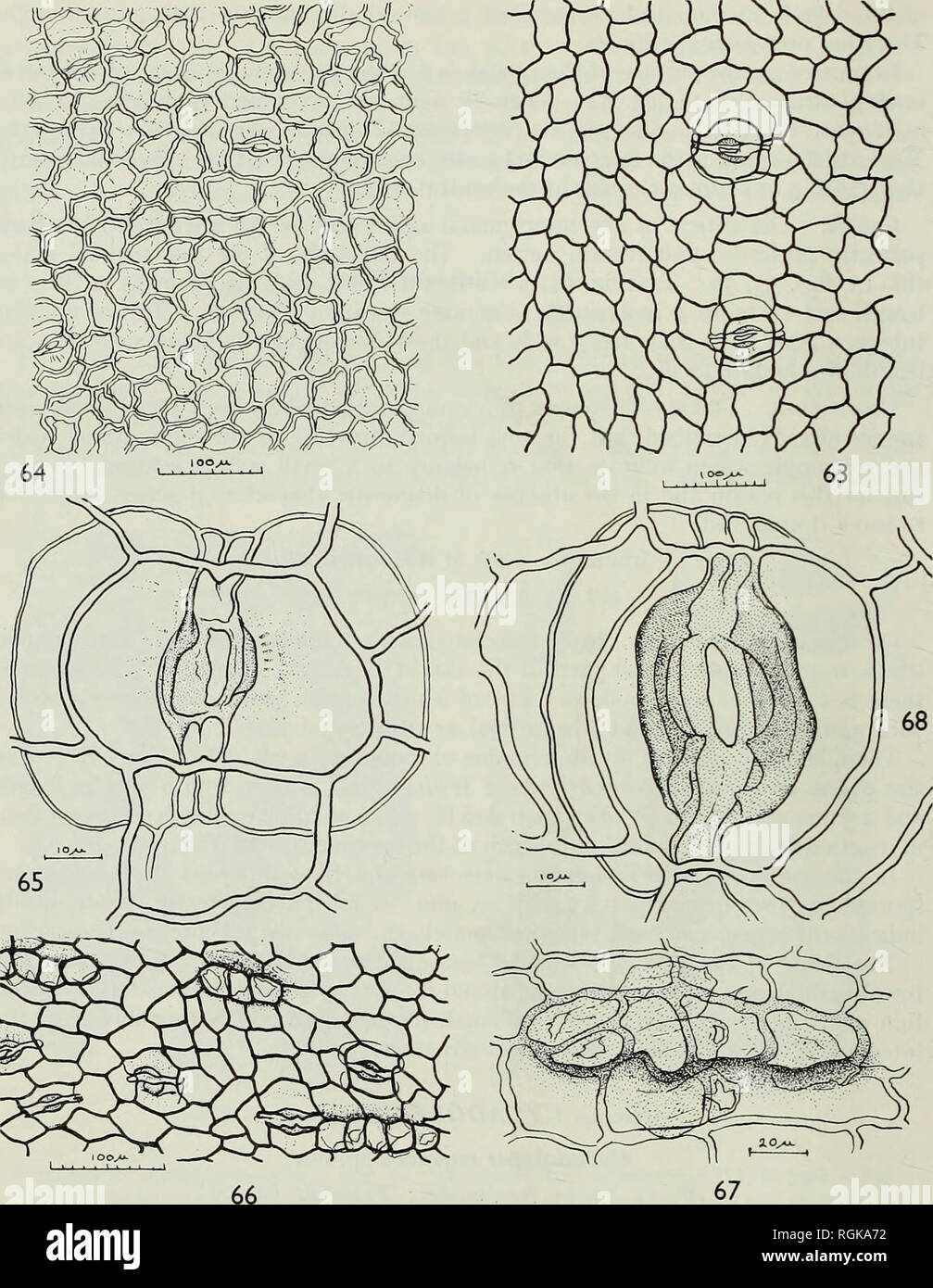 . Bulletin of the British Museum (Natural History), Geology. 3© FOSSIL BENNETTITALES FROM TICO, ARGENTINA. Figs. 63-68. Cvcadolepis coriacea sp. nov. Fig. 63. Adaxial epidermis with transverse stomata. B.M. (N.H.), V.45384. Fig. 64. Abaxial epidermis with thick-walled cells, sunken stomata and traces of hypodermal cells. B.M. (N.H.), V.45384. Fig. 65. Stoma from adaxial epidermis. B.M. (N.H.), V.45384. Fig. 66. Abaxial epidermis showing grouped hairs. BAPB 7924. Fig. 67. Details of grouped hairs. BAPB 7924. Fig. 68. Stoma of marginal region of bract. BAPB 7928.. Please note that these images a Stock Photo