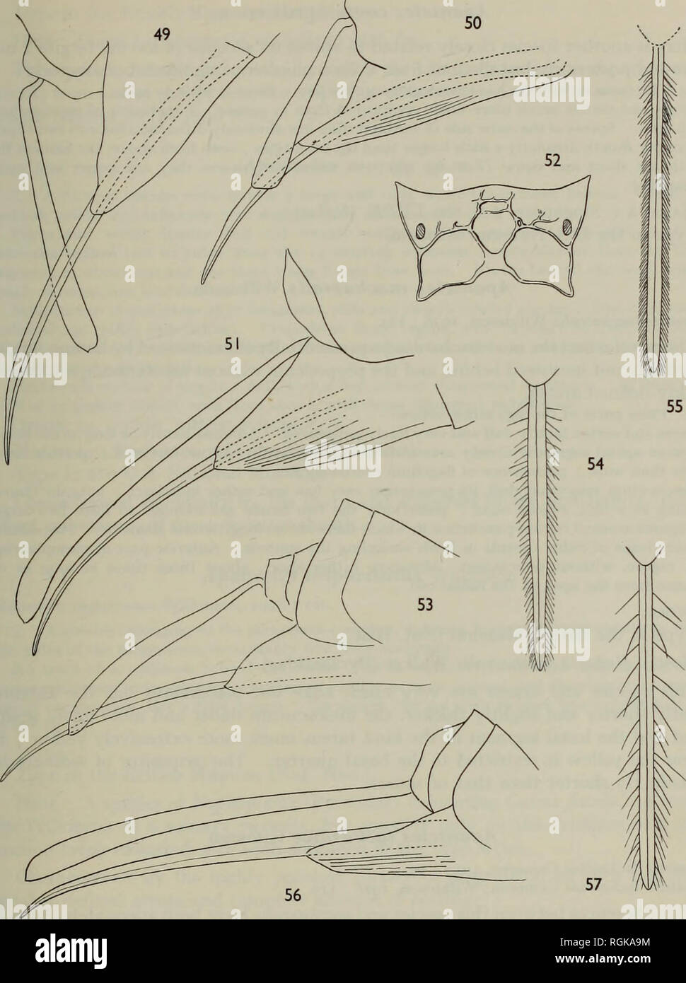 . Bulletin of the British Museum (Natural History) Entom Supp. RECLASSIFICATION OF MICROGASTERINI 7i. 49-57. Apanteles, $: 49, sagax Wilkinson, ovipositor, lateral; 50, florus sp. n., e; 51, oritias sp. n., same; 52, florus sp. n., propodeum; 53, clita sp. n., ovipositor, ral: z.a. imhnvtimiis Wilkinson, ovinnsitnr sheath, from above: &lt;;&lt;;. r.ontembtus Figs. 49- same , 5±, uruiussp. 11., same, ^z, jiurus sp. 11., piupuucmu, ^ j, tttitt sp. 11., uvipusiu lateral; 54, importunus Wilkinson, ovipositor sheath, from above; 55, contempt sp. n., same; 56, ortia sp. n., ovipositor, lateral: ^7.  Stock Photo