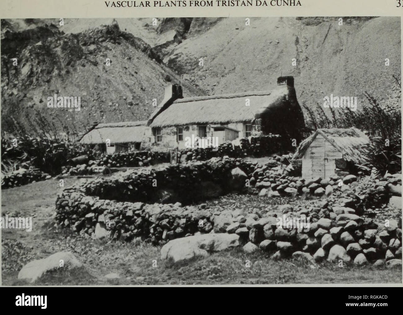 . Bulletin of the British Museum (Natural History) Botany. . 339 Fig. 5 David Hagen's house on Tristan da Cunha, one of the oldest on the island. Note clumps of New Zealand flax, Phormium tenax. planted within the stone walls to act as wind-breaks. October 1966. Photograph: George Edwards.. Please note that these images are extracted from scanned page images that may have been digitally enhanced for readability - coloration and appearance of these illustrations may not perfectly resemble the original work.. British Museum (Natural History). London : BM(NH) Stock Photo