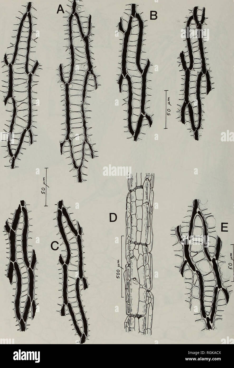 . Bulletin of the British Museum (Natural History) Botany. 140 ALAN EDDY. Fig. 37 Sphagnum cuspidatum Ehrh. ex Hoffm. A-C, abaxial (left figs) and adaxial (right figs) surfaces of branch leaves; D, branch cortex; E, adaxial surface of apical region of stem leaf (A drawn from the type of 5. bernieri; B from the type of S. gabonense; C-E from Humbert 7855).. Please note that these images are extracted from scanned page images that may have been digitally enhanced for readability - coloration and appearance of these illustrations may not perfectly resemble the original work.. British Museum (Natu Stock Photo