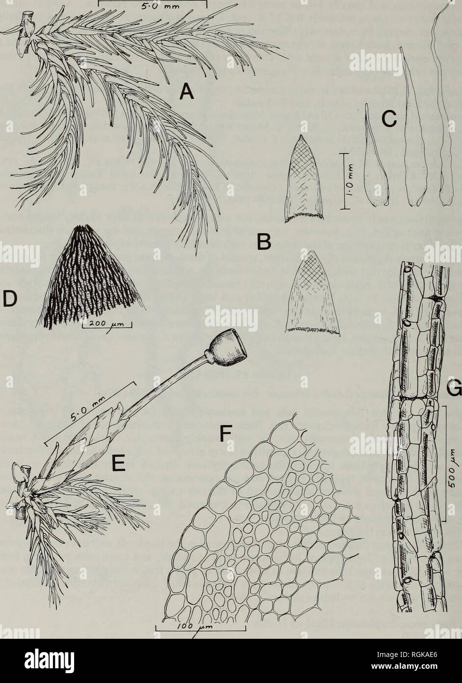 . Bulletin of the British Museum (Natural History) Botany. 138 ALAN EDDY. Fig. 35 Sphagnum cuspidatum Ehrh. ex Hoffm. A, branch fascicle; B, stem leaves; C, branch leaves (lower, middle and upper branch leaves, from left to right); D, apex of stem leaf; E, fascicle with female branch and empty capsule; F, transverse section of stem; G, branch cortex (E drawn from P. de la Bathie 7073; the remainder from the type collection of S. ikongense).. Please note that these images are extracted from scanned page images that may have been digitally enhanced for readability - coloration and appearance of  Stock Photo