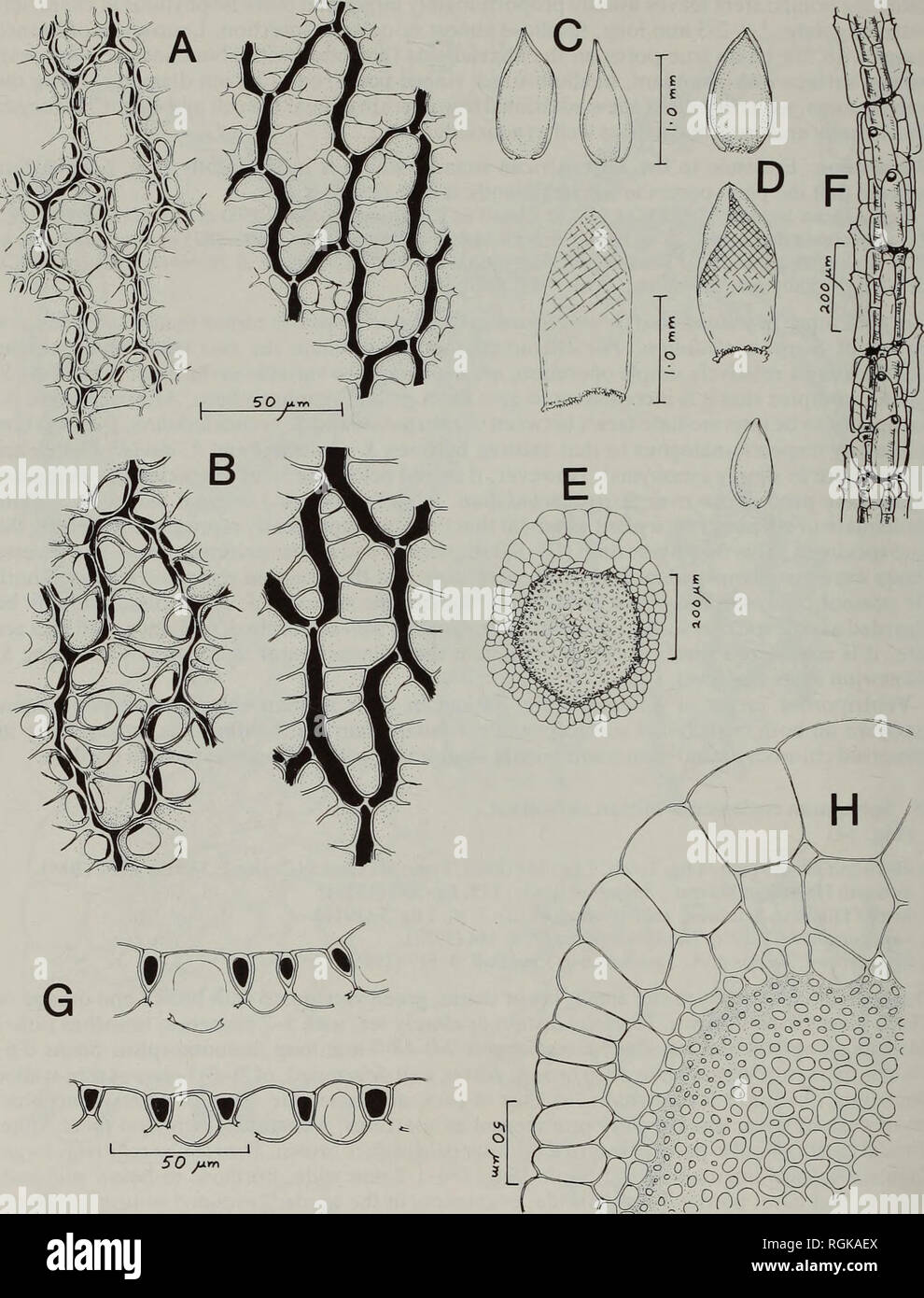 . Bulletin of the British Museum (Natural History) Botany. 136 ALAN EDDY. â Â£0 o o vu&gt;(cucb&amp; Fig. 34 Sphagnum ceylonicum Mitten ex Warnst. A, B, abaxial (left) and adaxial (right) surfaces of branch leaves; C, D, branch leaves (upper figs) and stem leaves (lower figs) and one pendent-branch leaf (lowermost fig.); E, transverse section of stem (low magnification); F, branch cortex; G, transverse section of branch leaves, H, transverse section of stem (A, C, G drawn from the type of S. keniae; the remainder from the type of S. ugandense).. Please note that these images are extracted from Stock Photo