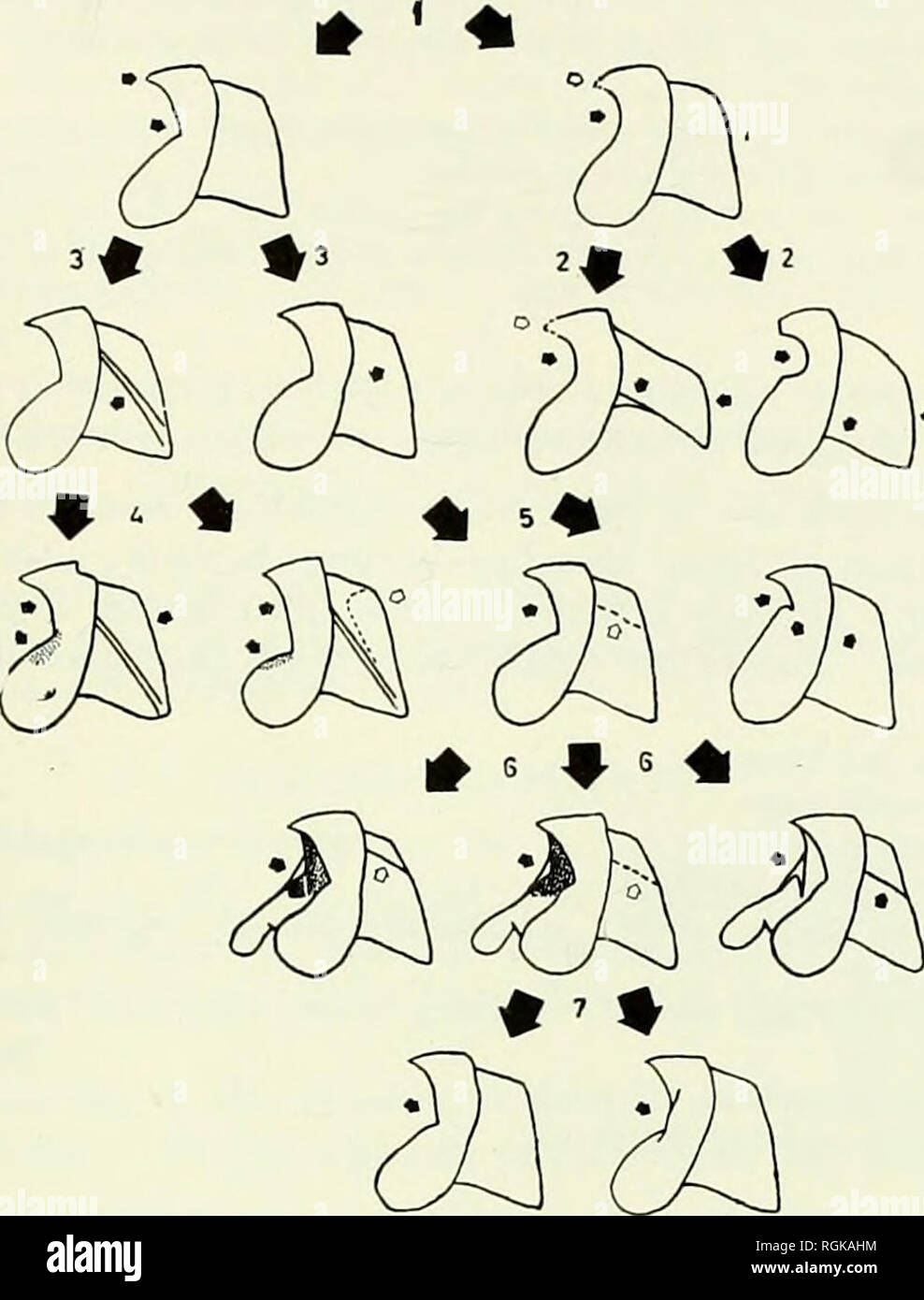 . Bulletin of the British Museum (Natural History). I THE ...