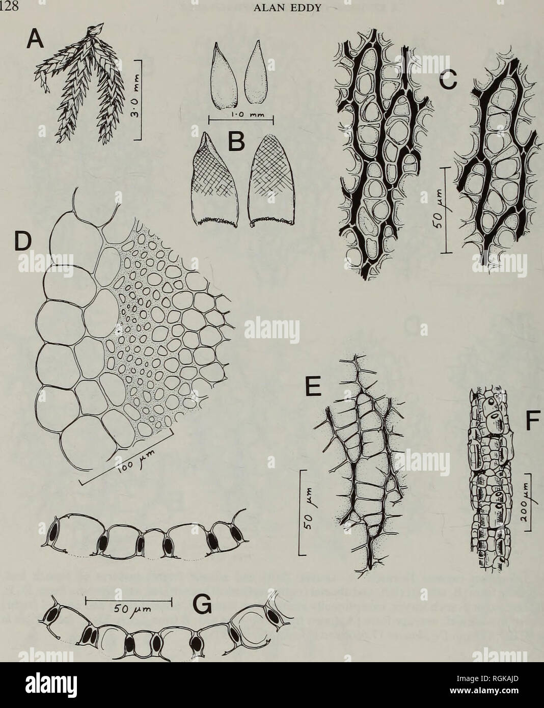 . Bulletin of the British Museum (Natural History) Botany. ALAN EDDY. Fig. 29 Sphagnum capense Hornsch. A, branch fascicle; B, branch leaves (above) and stem leaves (below); C, adaxial (left) and abaxial (right) surfaces of branch leaves; D, transverse section of stem; E, abaxial surface of non-resorbed branch leaf cells; F, branch cortex; G, transverse sections of branch leaves (all drawn from the type of 5. islei). wide-ovate, very concave; apices truncate-dentate, less commonly narrow and more or less mucronate, occasionally eroded; border narrow, typically of a single series of cells, with Stock Photo