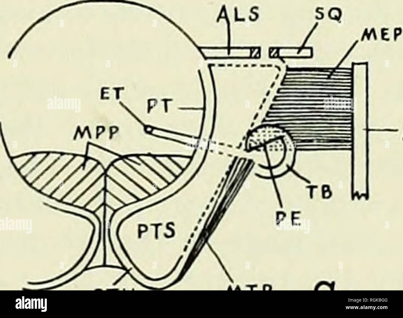 Page 2 Pth High Resolution Stock Photography And Images Alamy