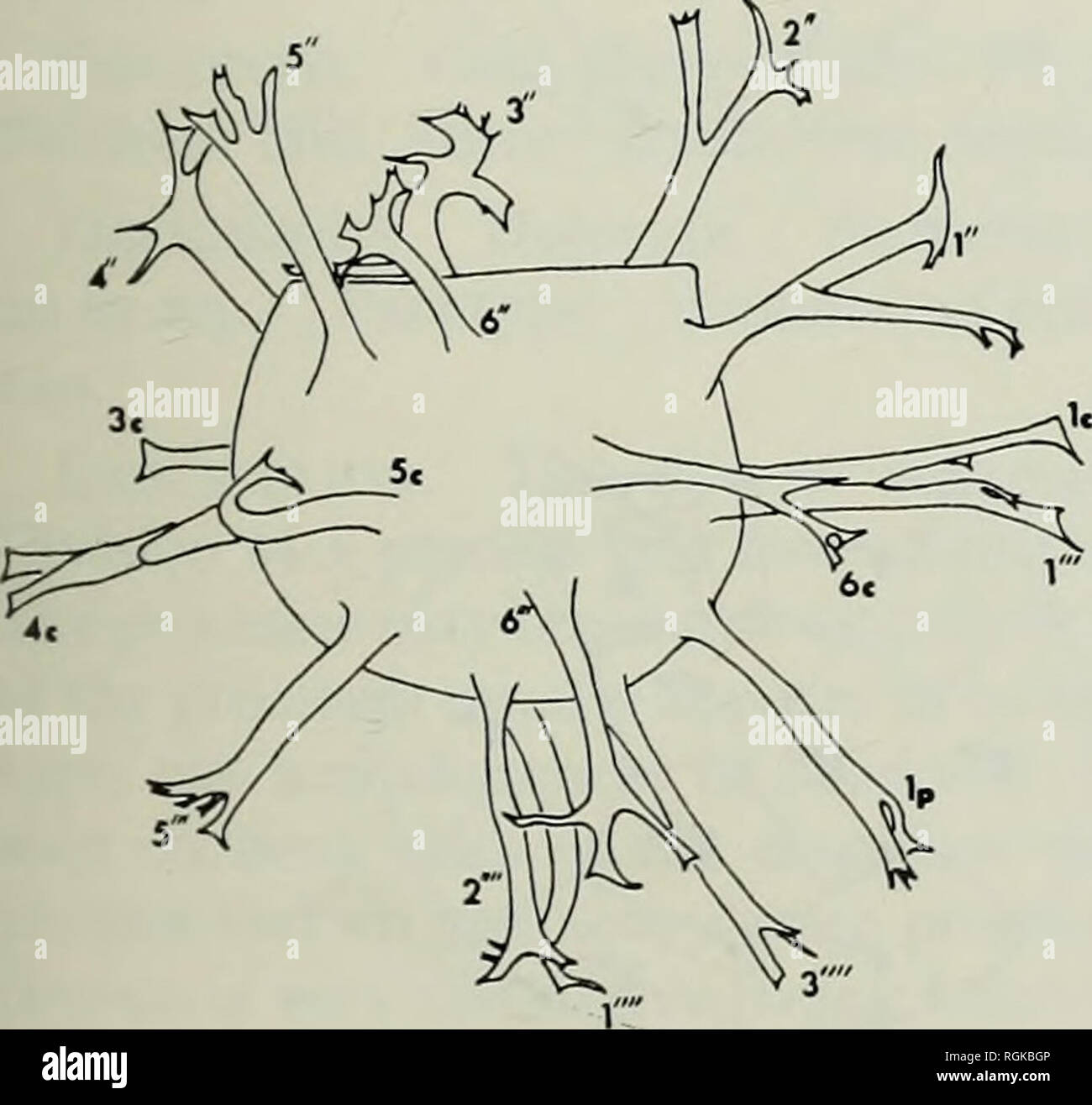 Bulletin of the British Museum (Natural History), Geology. MESOZOIC AND  CAINOZOIC DINOFLAGELLATE CYSTS 163 processes. Such cingular processes are  especially characteristic of the genus Siirculosphaeridiiim, and make  specimen orientation comparatively easy.