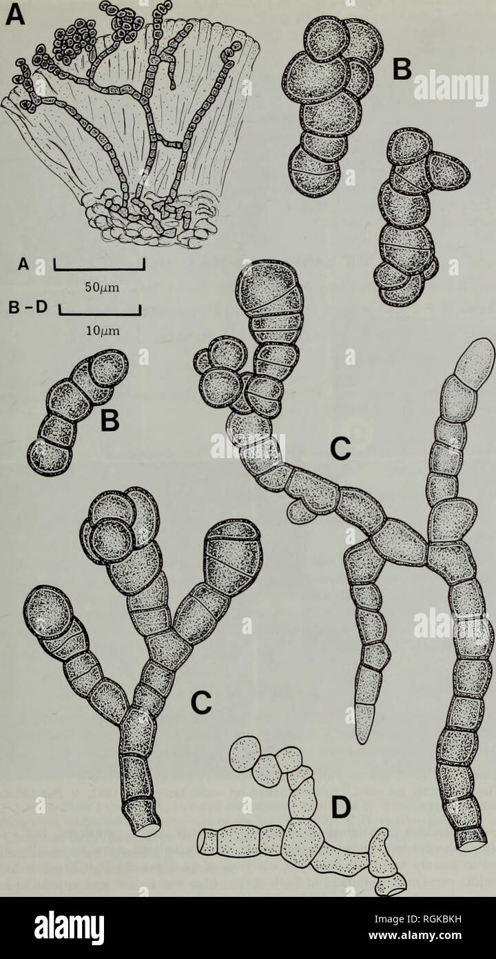 . Bulletin of the British Museum (Natural History) Botany. THE LICHENICOLOUS HYPHOMYCETES 265. Fig. 41 Trimmatostroma lichenicola (hb. Christiansen 553—holotype). A, Vertical section of infected hymenium of Candelariella vitellina. B, Conidia. C, Conidiophores with attached maturing conidia. D, Mycelium from the hypothecium of the host.. Please note that these images are extracted from scanned page images that may have been digitally enhanced for readability - coloration and appearance of these illustrations may not perfectly resemble the original work.. British Museum (Natural History). Londo Stock Photo