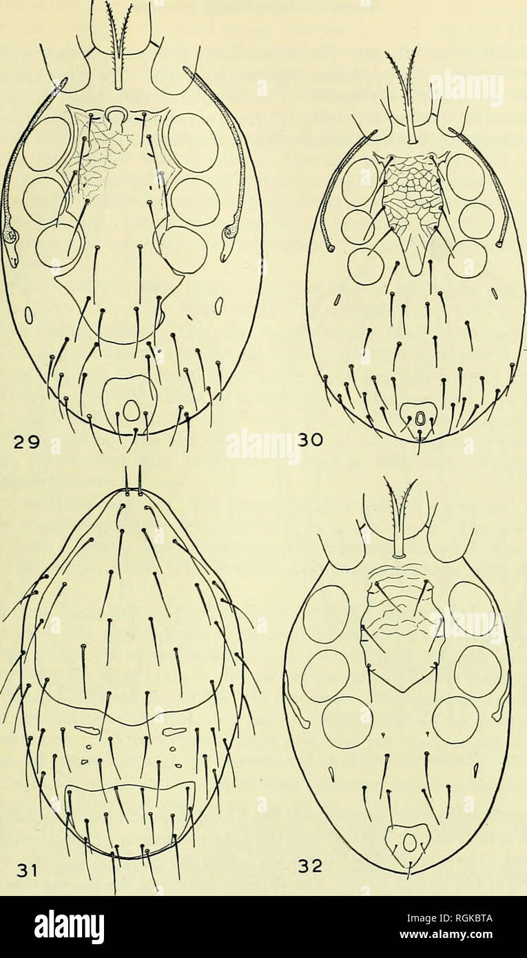 . Bulletin of the British Museum (Natural History). MITES ASSOCIATED WITH RODENTS IN ISRAEL 23. Figs. 29-32. Haemolaelaps longipes Breg. Fig. 29, venter of male. Fig. 30, venter of deutonymph. Fig. 31, dorsum of protonymph. Fig. 32, venter of protonymph.. Please note that these images are extracted from scanned page images that may have been digitally enhanced for readability - coloration and appearance of these illustrations may not perfectly resemble the original work.. British Museum (Natural History). London : BM(NH) Stock Photo