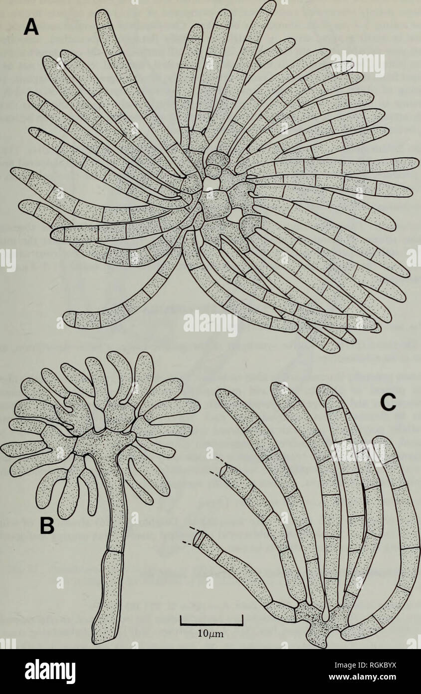 . Bulletin of the British Museum (Natural History) Botany. THE LICHENICOLOUS HYPHOMYCETES 245. Fig. 30 Psammina stipitata (1MI 225006—holotype). A, Conidium. B, Conidiogenous cell with the arms of a conidium starting to develop. C, Detail of portion of a conidium.. Please note that these images are extracted from scanned page images that may have been digitally enhanced for readability - coloration and appearance of these illustrations may not perfectly resemble the original work.. British Museum (Natural History). London : BM(NH) Stock Photo