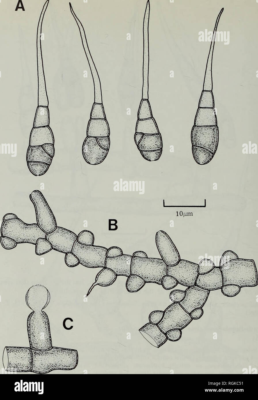 . Bulletin of the British Museum (Natural History) Botany. 230 D. L. HAWKSWORTH. Fig. 22 Hansfordiellopsis variegata (IMI 4778c—holotype). A, Conidia. B, Conidiogenous cells and mycelium with hyphopodia-like cells. C, Conidium in a very early stage of formation. scar, 18-20x3-5-5 urn. Conidia solitary, dry, acrogenous, obclavate, smooth-walled, 3^4(—5) septate, portion excluding the terminal cell 12-15x3-5-5 urn, brown, basal cell truncated with a scar 1-1 -5 urn wide, apical cell markedly elongated, subhyaline, mainly 10-12 urn long but variable in length, tapering to 1-2 urn wide near the ap Stock Photo