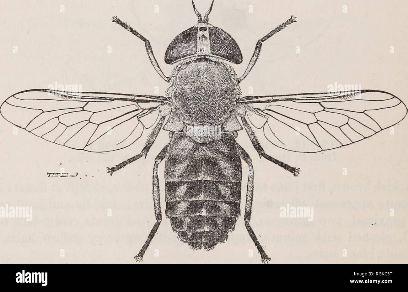 . Bulletin of entomological research. Entomology. 312 EENEST E. AUSTEN. 14. Tabanus leleani, sp. n. (figs. 13,14.) (J P.—Length, £ (8 specimens) 12 to 14 mm., $ (17 specimens) 11 to 14*6 mm.; width, of head, &lt;J 4*4 to 5*4 mm., $ 4'25 to 5*4 mm. ; width of front of $, at vertex 0*8 to 1 mm., across lower edge of frontal callus 0*5 to 0'75 mm.; length of wing, &lt;J 8-75 to 10-8 mm., $ 8*75 to 11*6 mm. In general appearance looking like a greyish form of Tabanus cordiger, Mg., with which it closely agrees as regards pattern of abdominal markings, and dimensions and other details of $ front. E Stock Photo