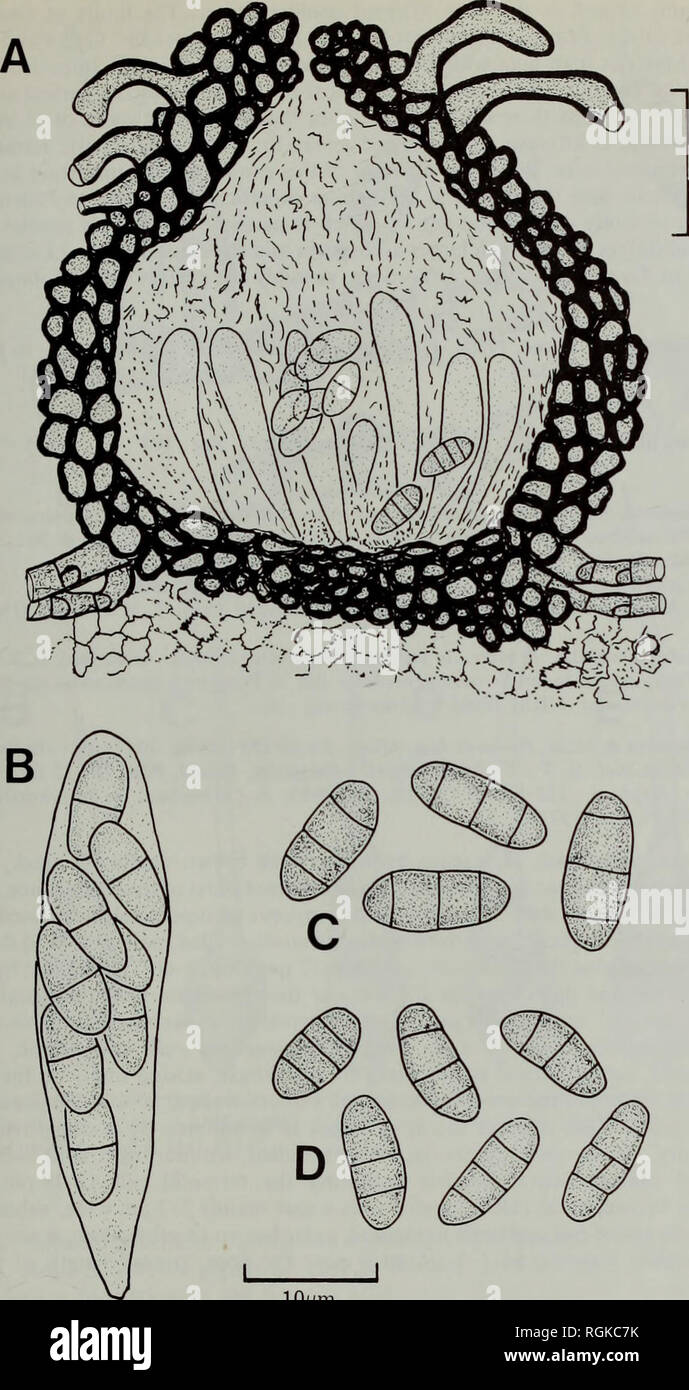 . Bulletin of the British Museum (Natural History) Botany. THE LICHENICOLOUS HYPHOMYCETES 223. 25fim lOjum Fig. 17 A-C Ascohansfordiellopsis deightonii (1M1 85643—holotype). A, Vertical section of perithecium. B, Immature ascus. C, Ascospores. D, A. insectivora (IMI 4249—holotype) ascospores.. Please note that these images are extracted from scanned page images that may have been digitally enhanced for readability - coloration and appearance of these illustrations may not perfectly resemble the original work.. British Museum (Natural History). London : BM(NH) Stock Photo
