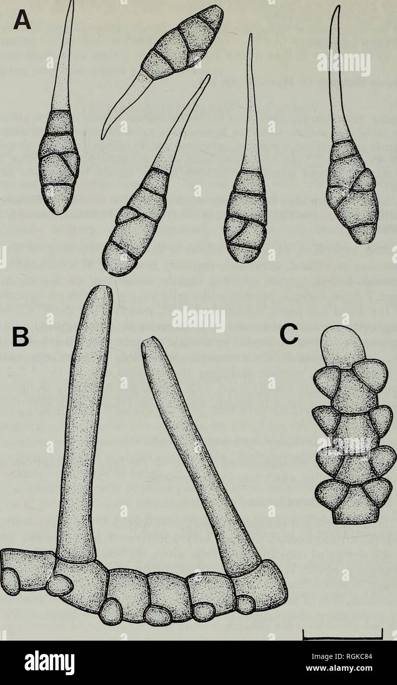 . Bulletin of the British Museum (Natural History) Botany. 222 D. L. HAWKSWORTH. lOum Fig. 16 Hansfordiellopsis elongata (IMI 85643—holotype). A, Conidia. B, Mycelium and attached conidiogenous cells. C, Mycelium in surface view showing arrangement of the hyphopodia-like cells. range to H. lichenicola, but any categoric statement would be premature in the absence of further material. Perithecia are abundantly developed from mycelia of Hansfordiellopsis elongata in the type collection and some perithecia were also noted on IMI 52353c, although in that material they were effete. The perfect stat Stock Photo