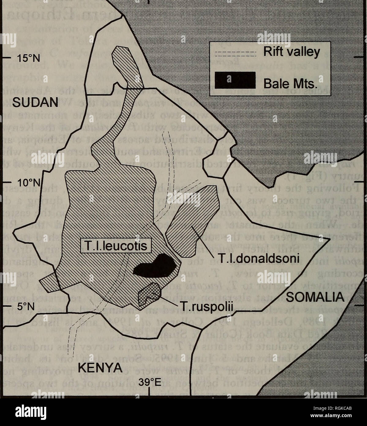 . Bulletin of the British Ornithologists' Club. Birds. L. Borghesio 12 Bull.B.O.C. 1997 117(1) - IS-'N SUDAN Rift valley Bale Mts. - lO^'N,. Figure 1. Distribution of the Ethiopian turacos. margins up to Acacia-dominated woodlands, in the latter only as long as the preferred food plants, especially figs (Ficus sycomorus, F. thonningii, F. vasta), were present. Densities in Podocarpus forests were very low and only four individuals were met with there during over 90 hours of search in different localities; since the fruits of isolated Podocarpus trees growing outside forests were readily eaten  Stock Photo