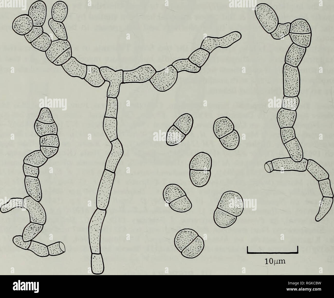 . Bulletin of the British Museum (Natural History) Botany. 208 D. L. HAWKSWORTH pallide brunnea, levia, 15-35 x2-5-4 fj.m. Cellulae conidiogenae monoblasticae, integratae, subcylin- dricae. Conidia catenata, sicca, acrogena, ellipsoidea vel doliiformia, 1-septata, levia, pallidissime brunnea, 5-8(-9) x4-6(-7) ^.m. Typus: Dania, Sjaelland, Vridsl0selille, in Candelariella vitellina (HofTm.) Mull. Arg. (apothecia) ad lignum, 20.vii.1944, M. Skytte Christiansen 11.704 (hb. Christiansen 552—holotypus!). Exsiccatae: Rasanen, Lich. Fenn. no. 347 p.p. (BM!, IMI 228050!, hb. Christiansen; sub Didymocy Stock Photo