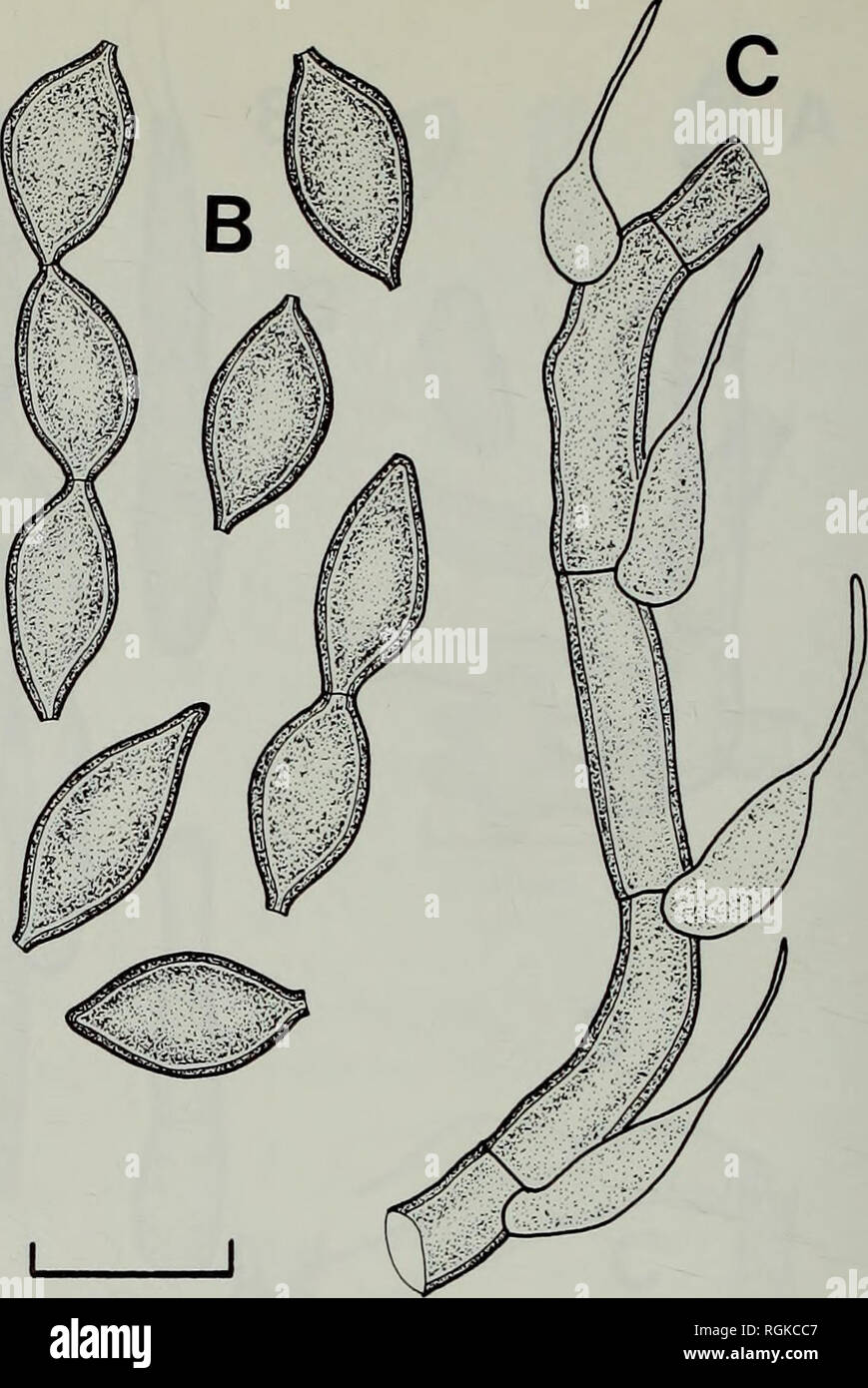 . Bulletin of the British Museum (Natural History) Botany. . 10/xm Fig. 8 Ampullifera ugandensis (IMI 25518d—holotype). A, Conidiophore. B, Conidia. C, Mycelium with hyphopodia. constricted at the septa, cells very variable in length, mainly 3-6 urn wide; hyphopodia abundant, arising laterally near the distal septum on almost all cells, mainly singly and alternate but some- times opposite, pale brown, paler than the hyphae from which they arise, elongate-ampulliform, mainly 7-14x2-5-4 urn, excluding the mucronate neck which may be as much as 20x1 um. Conidiophores macronematous, mononematous,  Stock Photo