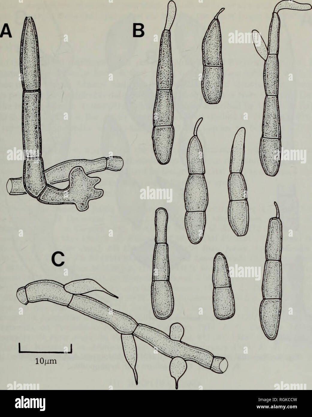 . Bulletin of the British Museum (Natural History) Botany. THE LICHENICOLOUS HYPHOMYCETES 205. Fig. 7 Ampullifera pirozynskii (IMI 106630c/—holotype). A, Conidiophore. B, Conidia. C, Mycelium with hyphopodia. Distribution: Tanzania. Known only from the type collection. Observations: This species is perhaps most closely allied to the Brazilian Ampullifera amoeboides from which it is distinguished by the preponderance of 2-septate conidia which also tend to be somewhat narrower. 6. Ampullifera ugandensis Deight., Mycol. Pap. 78 : 39 (1960). (Fig. 8) Type: Uganda, Masaka Road, associated with lic Stock Photo