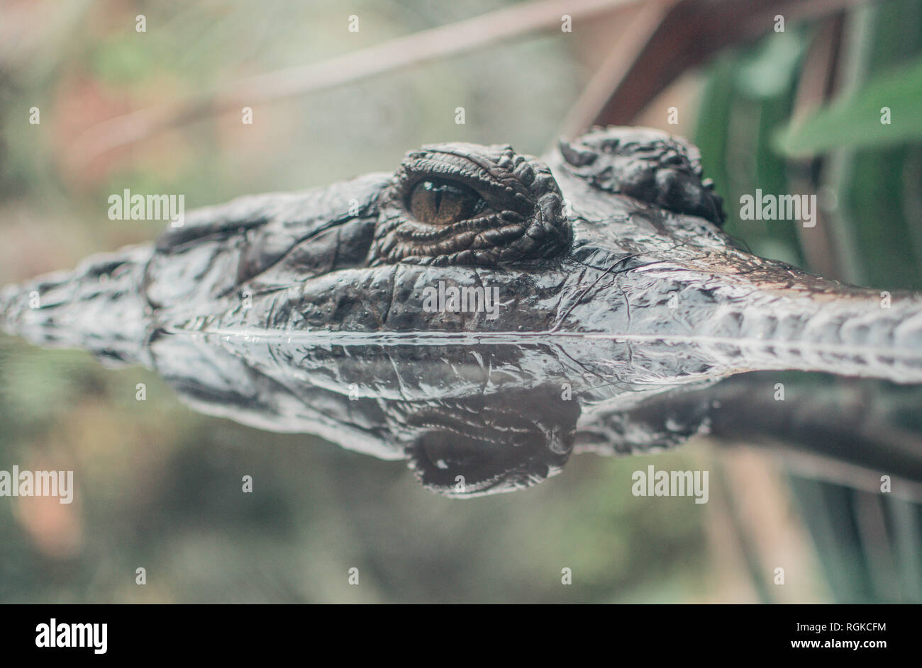 Reflection crocodile Stock Photo