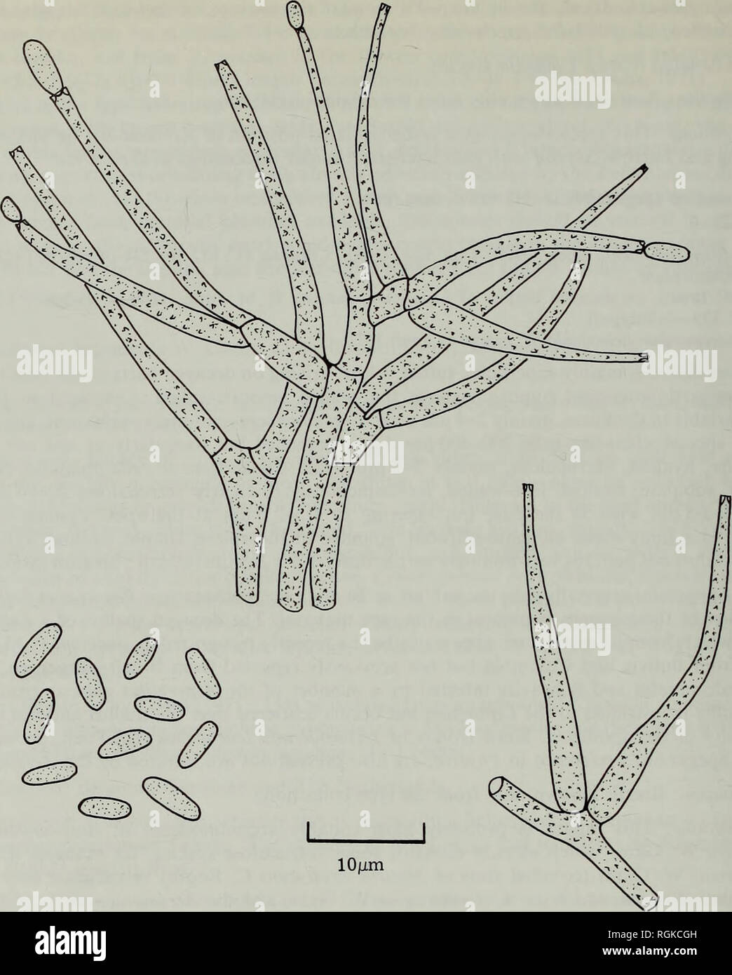 . Bulletin of the British Museum (Natural History) Botany. 196 D. L. HAWKSWORTH. Fig. 2 Acremonium spegazzinii (LPS 11.339—holotype). conidiogenous cell. Conidia catenate or sometimes solitary, dry, ellipsoid, obclavate, subcylindri- cal or lemoniform, brown to dark brown, non-septate or transversely septate. Type species: Ampullifera foliicola Deight. Perfect state: ? Teratoschaeta Bat. &amp; Fonseca; see under A. amoeboides. Number of species: Six species are accepted here, one of which is newly described. All occur as obligately lichenicolous fungi on foliicolous lichens with the possible e Stock Photo