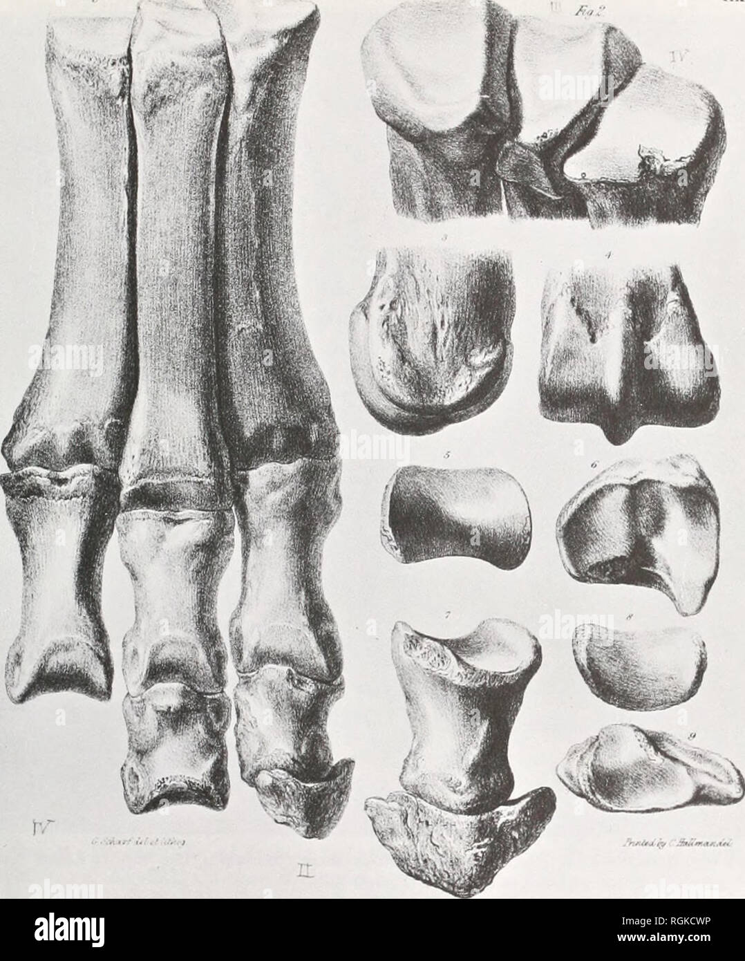 . Bulletin of the British Museum (Natural History). Alt. Plate 11 from Richard Owen, The Zoology of the Voyage of H.M.S. Beagle. Part I: Fossil Mammalia. 4 numbers. (London, 1838-1840). The plate contains figures of the bones of the right forefoot of Darwin's specimen of Macraiichenia patachonica. Drawing and lithograph by George Scharf.. Please note that these images are extracted from scanned page images that may have been digitally enhanced for readability - coloration and appearance of these illustrations may not perfectly resemble the original work.. British Museum (Natural History). Lond Stock Photo