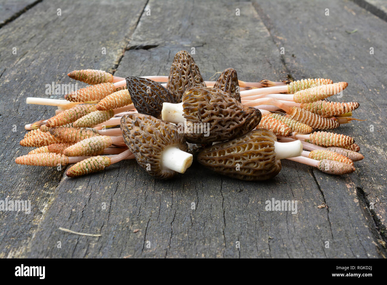 Healthy spring harvest, heap of freshly picked Black Morels and Wild Horsetail plant, delicious, nutritive, high in minerals on old oak table Stock Photo