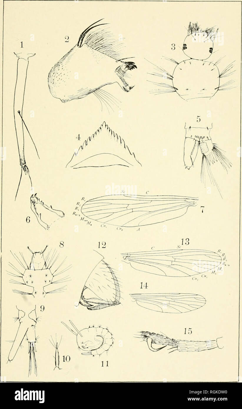 . Bulletin - New York State Museum. Science. Plate 46. C u 1 e X t r i s e r i a t u s and TJ r a ii o t a e u i a s a p p h i r i n a. Please note that these images are extracted from scanned page images that may have been digitally enhanced for readability - coloration and appearance of these illustrations may not perfectly resemble the original work.. New York State Museum; New York State Museum. Albany : New York State Education Dept Stock Photo