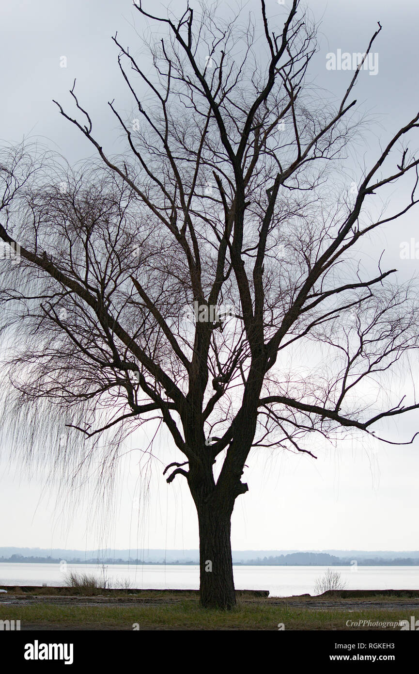 Silhouette of tree in Winter Stock Photo