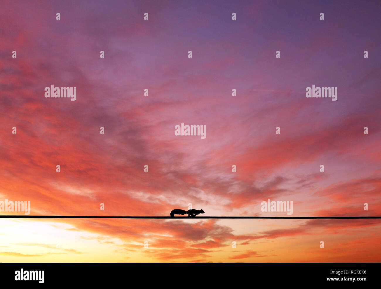 A squirrel running over an electric wire against the sunset. Stock Photo