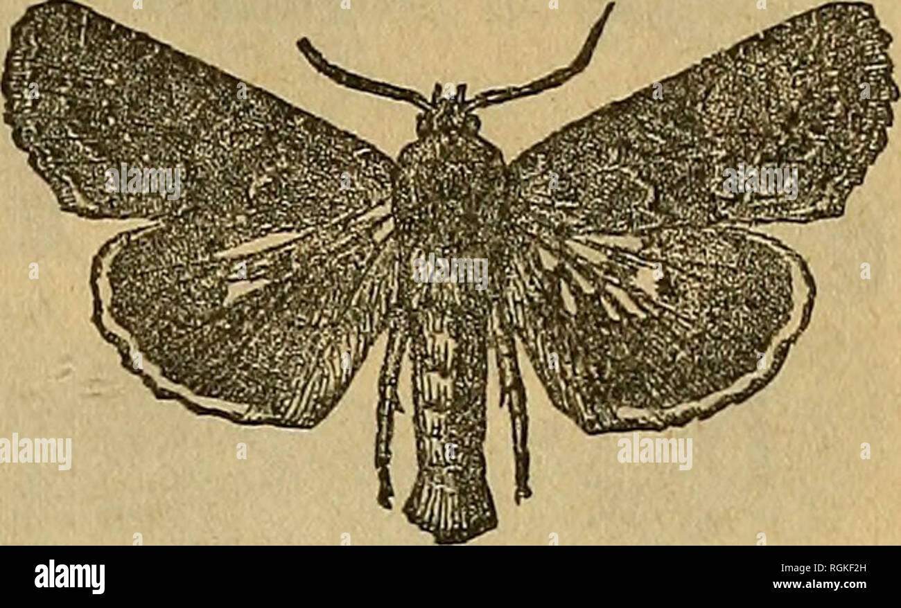 Types Of Moths In New York State