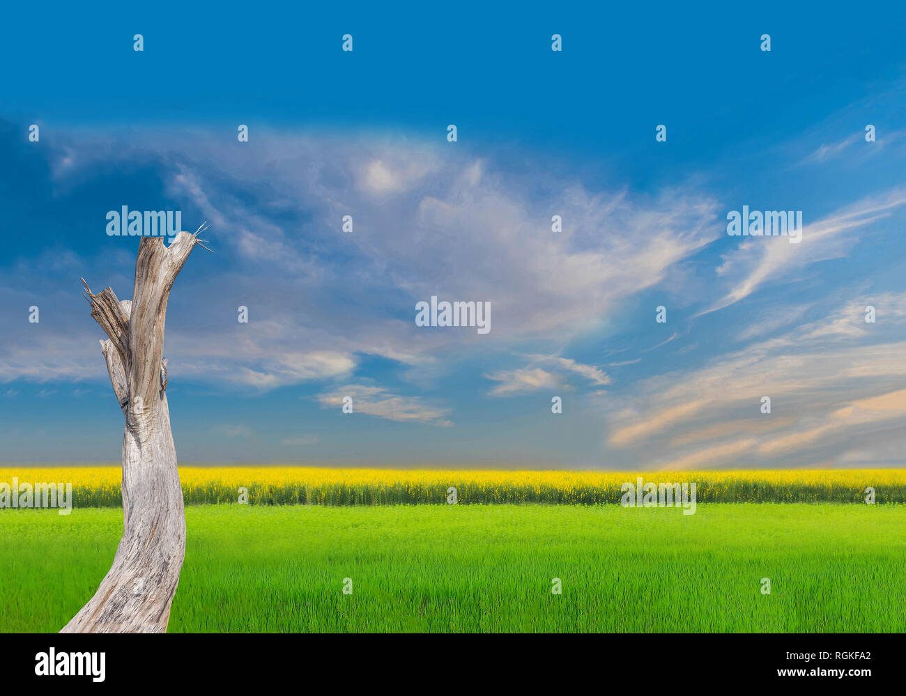 Abstract the branches of the dead tree, green paddy rice field, yellow plant field with the beautiful sky and cloud background. Stock Photo