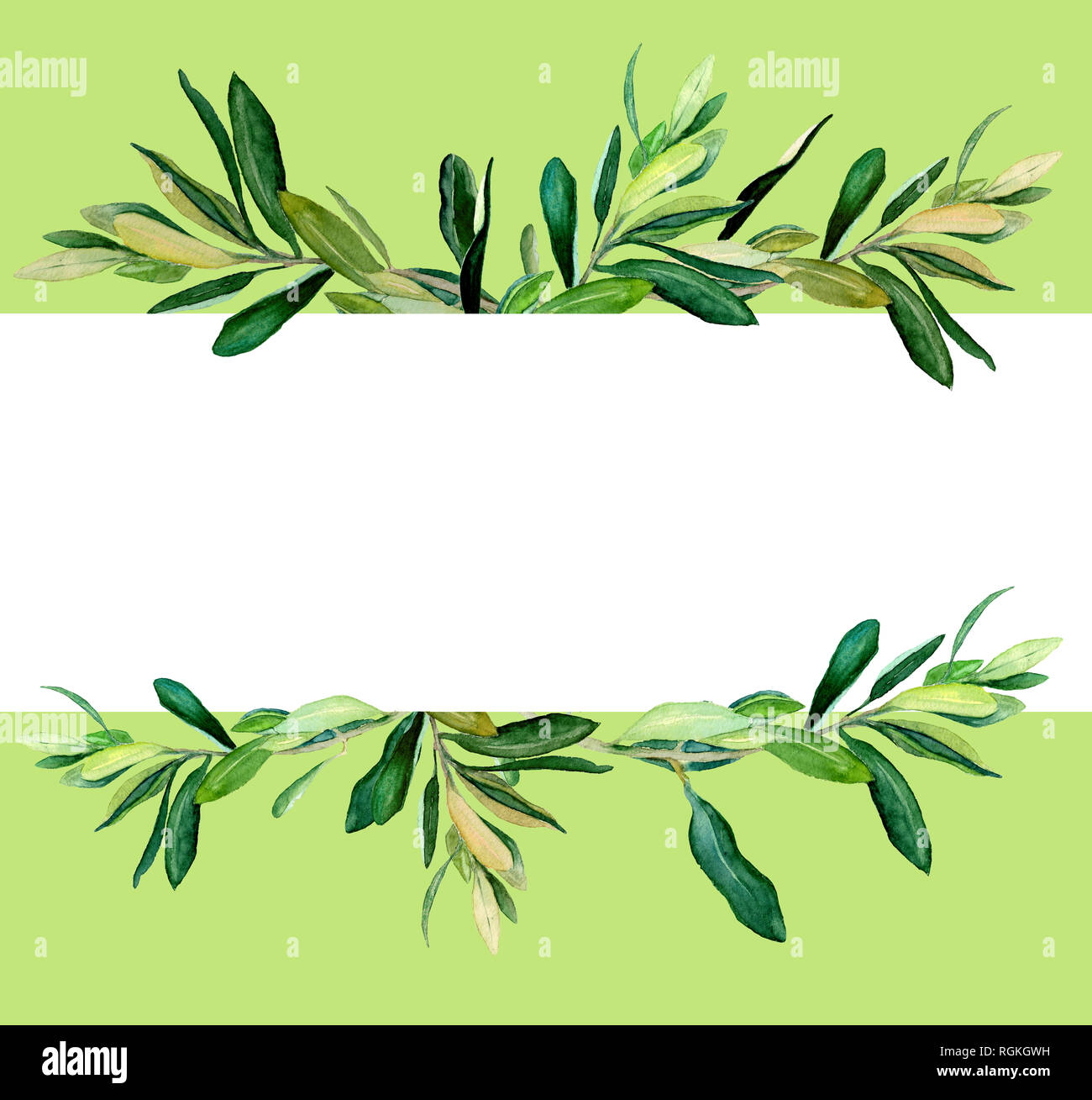 Watercolor olive branches template on white background. Hand drawn ...