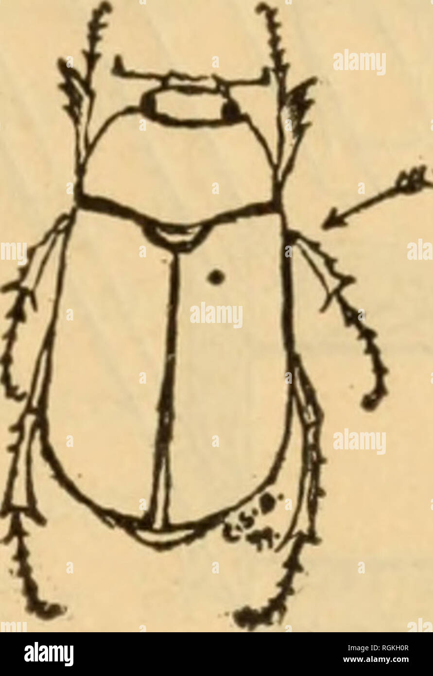 Insect Mounting . Bulletin - New York State Museum. Science. PRESERVING INSECTS. (3 ...