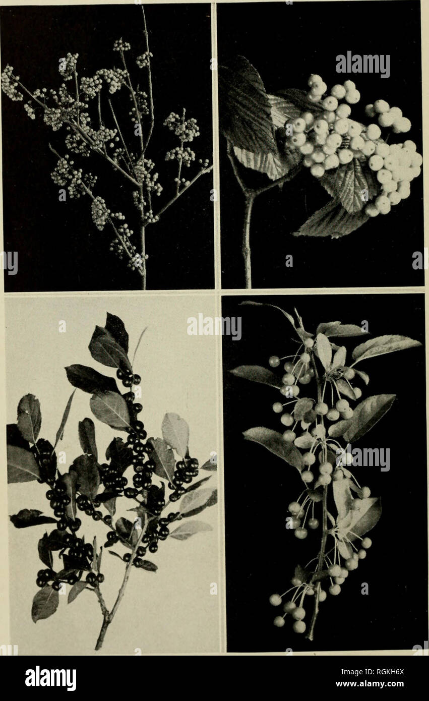 . Bulletin - Massachusetts Agricultural Experiment Station. Agriculture -- Massachusetts. Berried Shrubs Upper: CalHcarpa japonica (Japanese Beautyberry). Lower: Ilex vertlcillata (Common Winter berry). Upper: Viburnum Wrightii. Lower: Malus Sargenti (Sargent Crab).. Please note that these images are extracted from scanned page images that may have been digitally enhanced for readability - coloration and appearance of these illustrations may not perfectly resemble the original work.. Massachusetts Agricultural Experiment Station. Amherst, : Massachusetts Agricultural Experiment Station, 1907-1 Stock Photo
